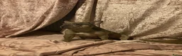 French Bulldog dogs for sale: champion french bulldog pups - Advert 6
