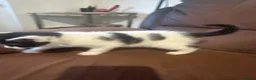 Mixed Breed cats for sale: Beautiful kitties - Advert 18