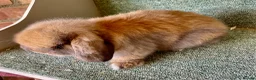 Mini Lop rabbits for sale: Mini lop sweet boy - Advert 3