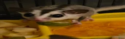 Sugar Glider rodents for sale: leucistic sugar gliders 1x male 1x female plusmore - Advert 4