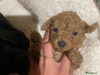 Cockapoo dogs 4x Cutie Pie pup’s ready for thier new 🏠 - Advert 4