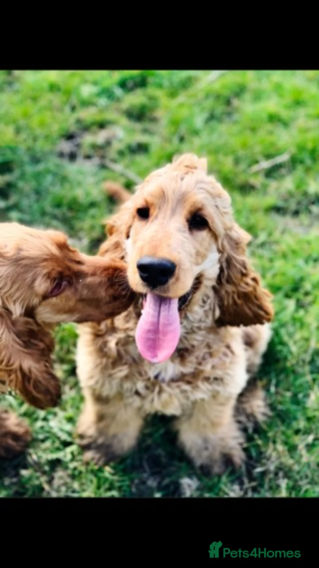 Cocker Spaniel dogs for stud: Proven KC Reg Show Cocker Spaniel Stud in Leicester - Advert 9