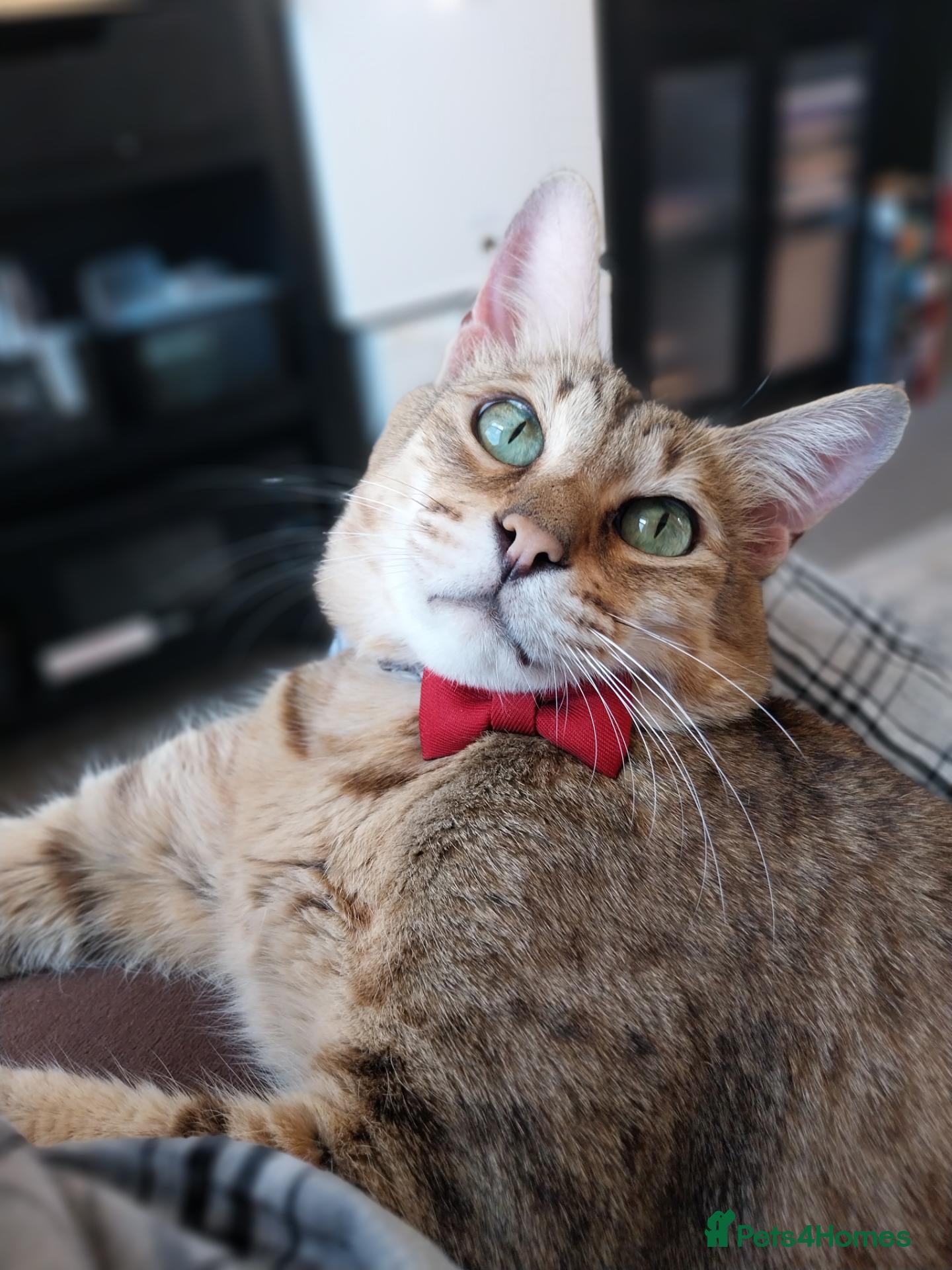 Savannah cats Archie  - Advert 14