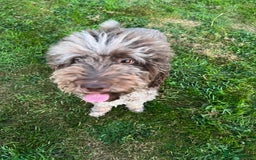 Goldendoodle dogs for sale: Beautiful litter of Goldendoodles  - Image 36