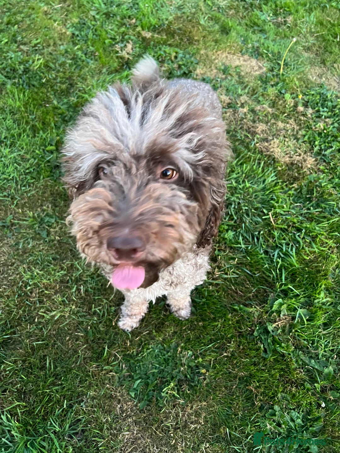Goldendoodle dogs for sale: Beautiful litter of Goldendoodles  - Image 36