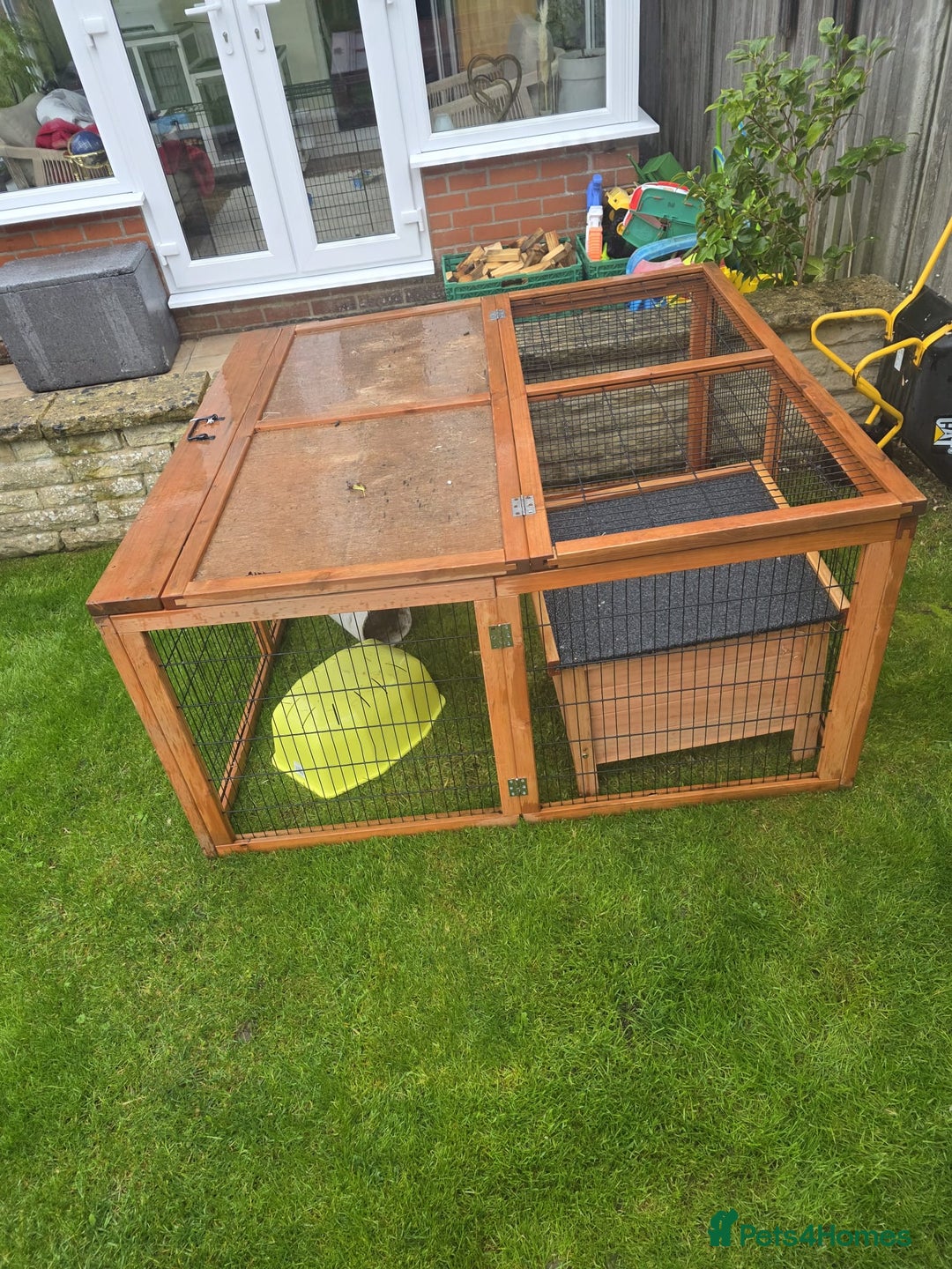 Guinea Pig rodents for sale: Male guinea pigs  - Image 10