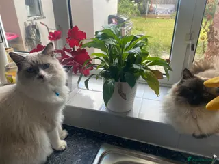 Mixed Breed cats 2 Gorgeous Ragdolls - Advert 1