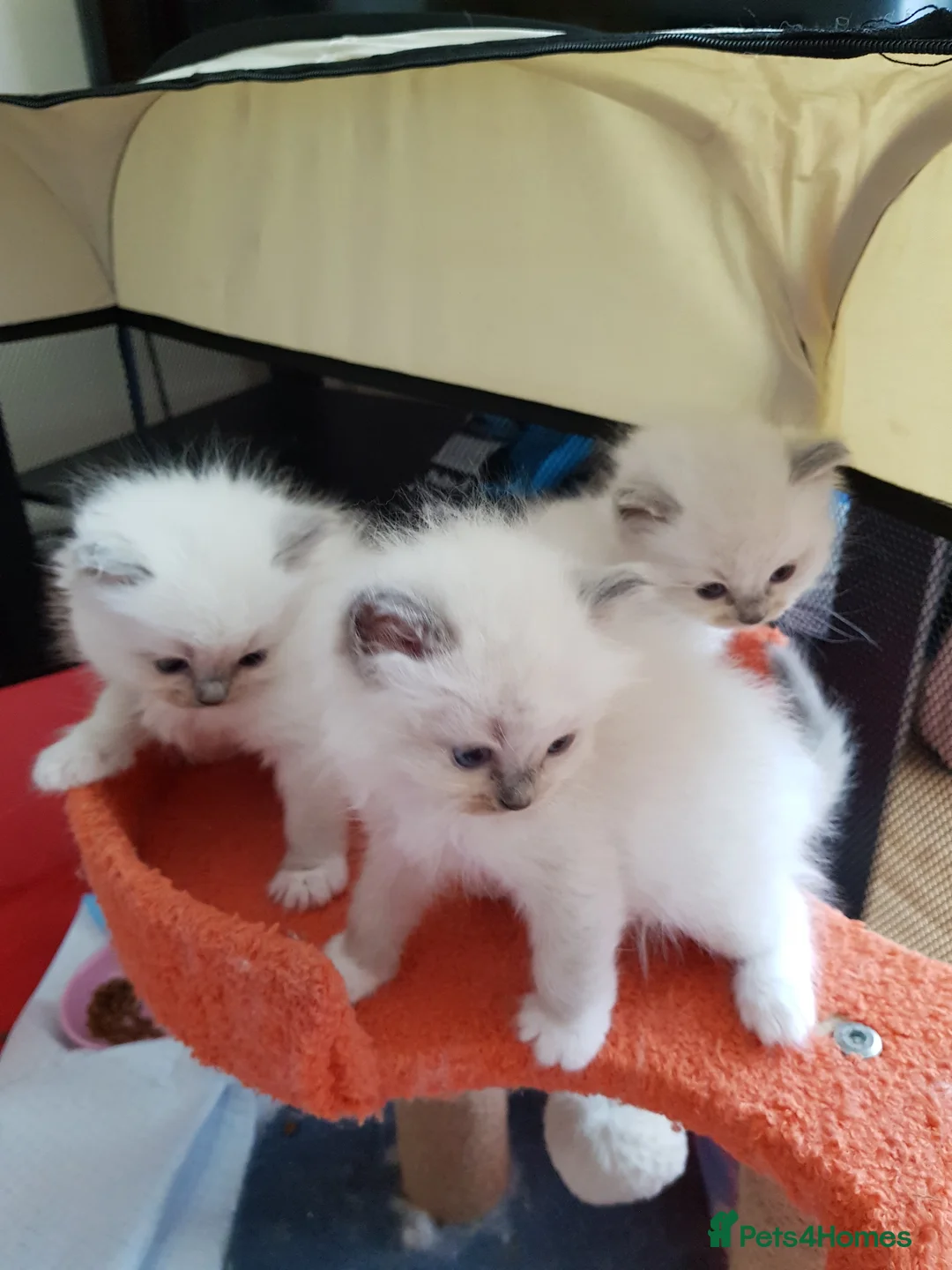 Ragdoll cats for stud: WCF/GCCF Blue Bicolour Ragdoll available for stud in Manchester - Advert 7