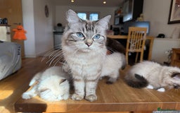 Ragdoll cats for sale: Ragdoll Kittens for Sale - Image 36