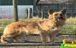 German Shepherd dogs for sale: KC Long Coated German Shepherd Puppies  - Image 7