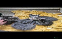 British Shorthair cats for sale: 3 boys 1 girl. Kittens - Image 5