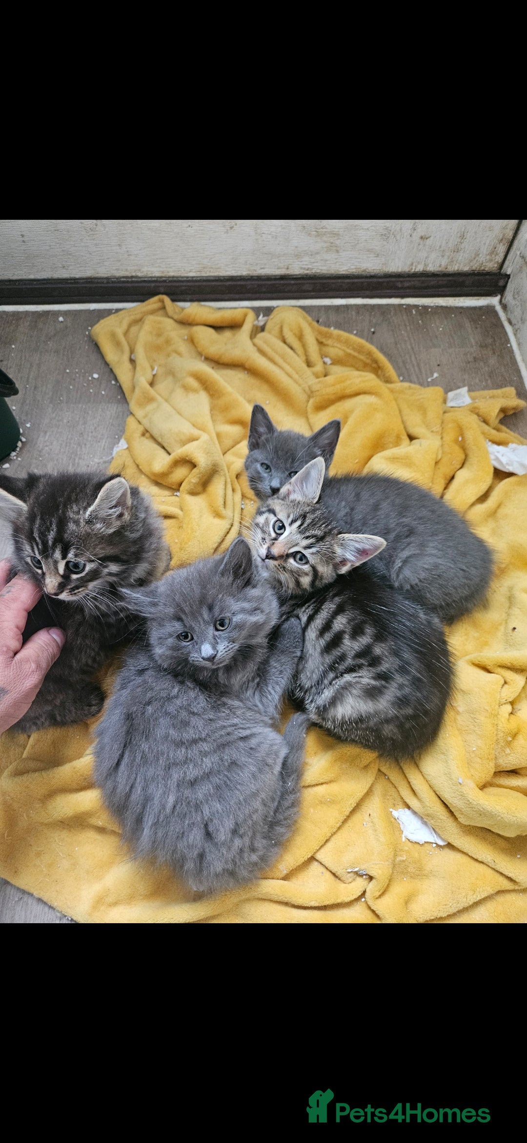 British Shorthair cats for sale: 3 boys 1 girl. Kittens - Image 5