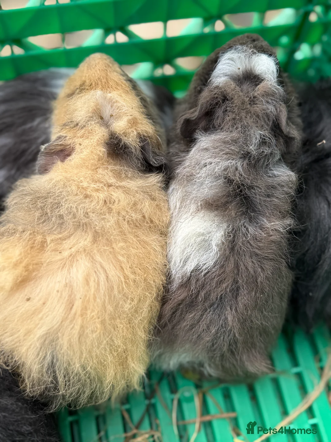 Guinea Pig rodents for sale: Guinea Pigs  - Advert 2