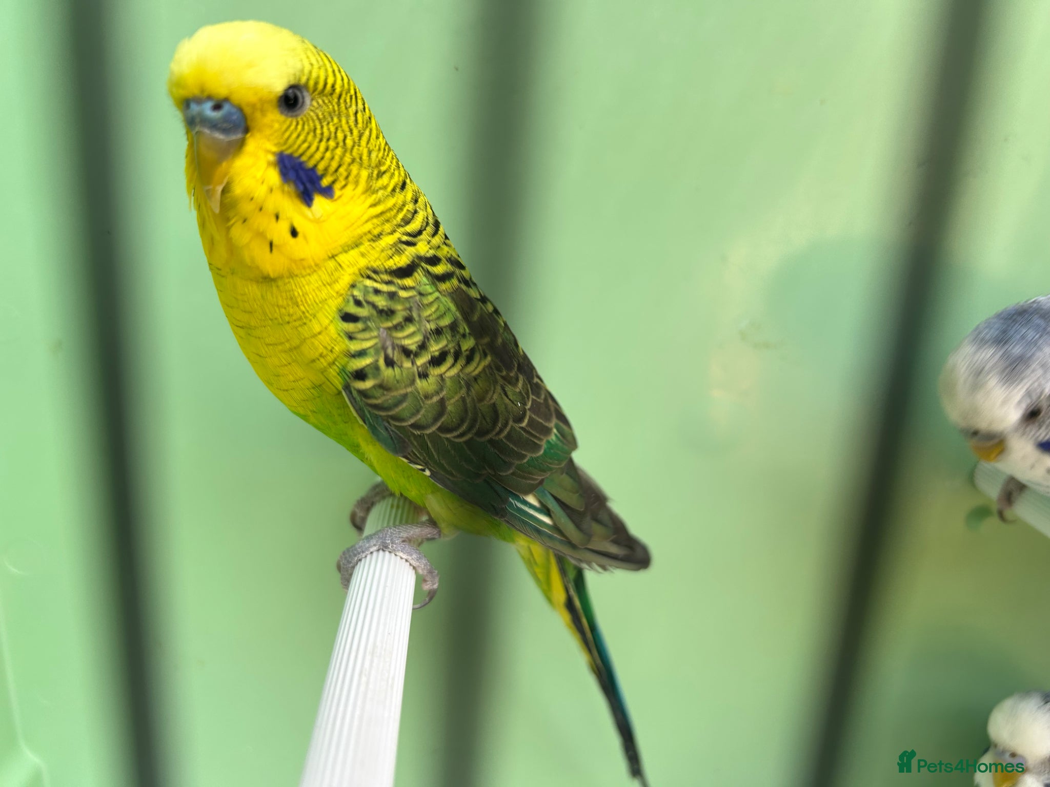 Budgerigars birds Black wing split to bf/bw - Advert 8