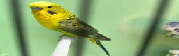 Budgerigars birds for sale: Black wing split to bf/bw - Advert 11