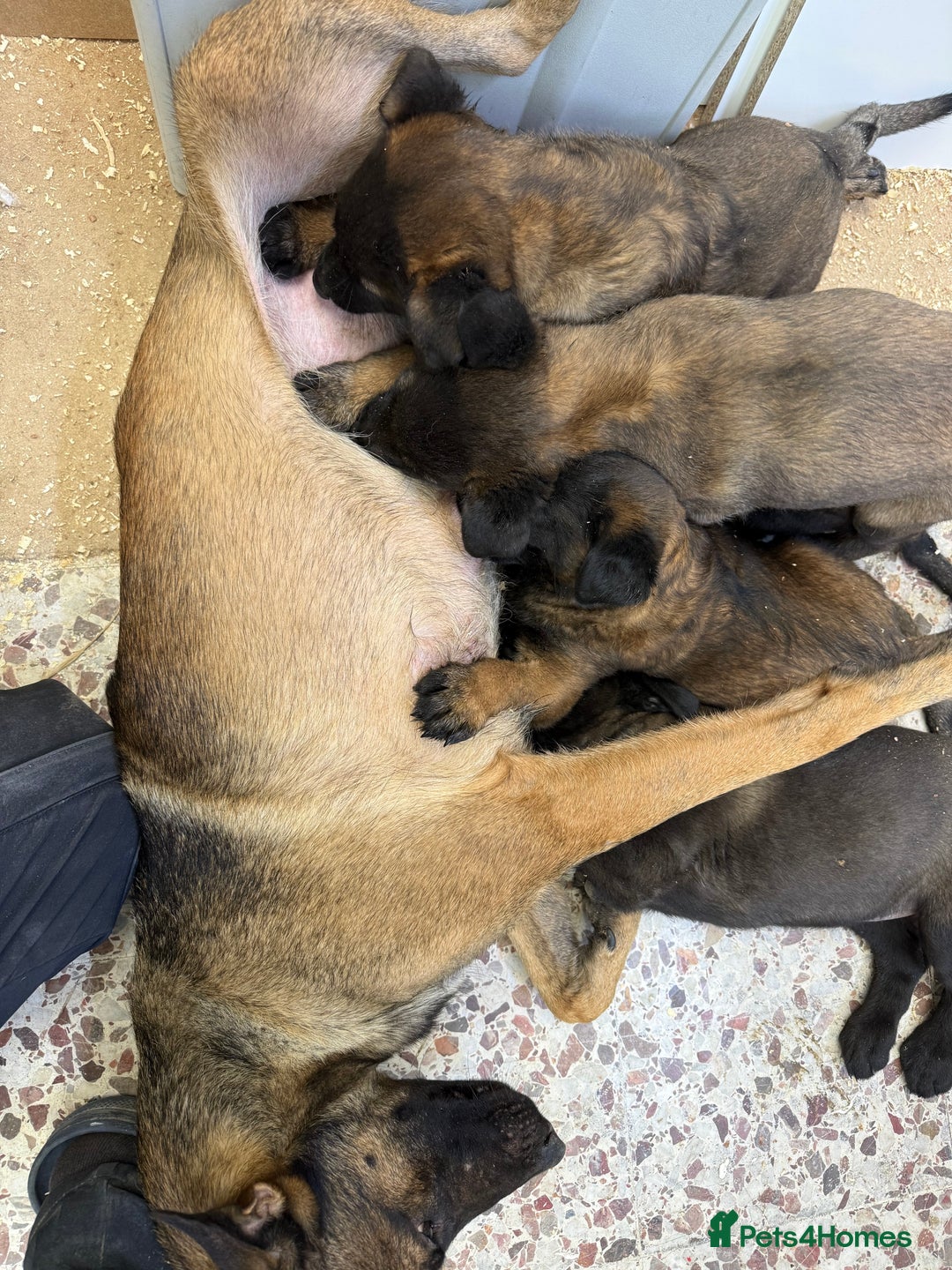 Belgian Shepherd Dog dogs for sale: Belgian malinois - Image 1