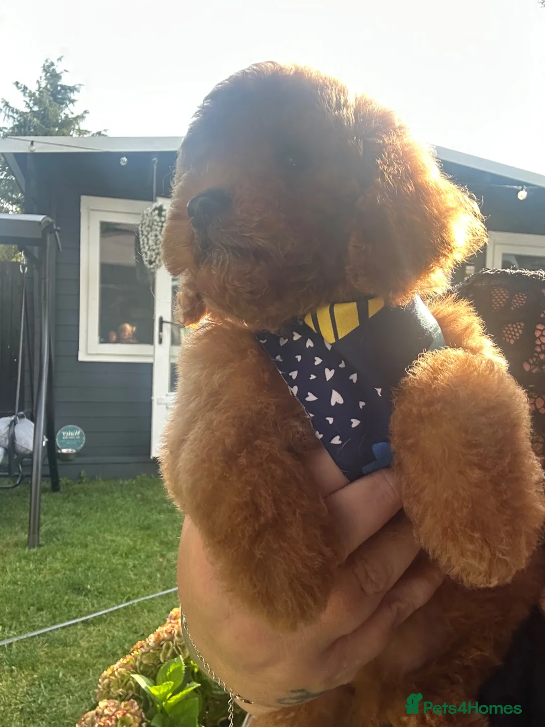 Cavapoo dogs for sale: 🐾💙F1B cavapoo’s Now ready 🐾🩷 fox red h/tested! - Advert 2