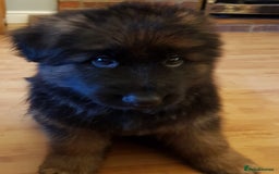 German Shepherd dogs for sale: Beautiful German Shepherd Puppies  - Advert 5