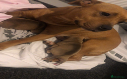 Staffordshire Bull Terrier dogs for sale: 1 boy 1 girl puppy  - Image 2