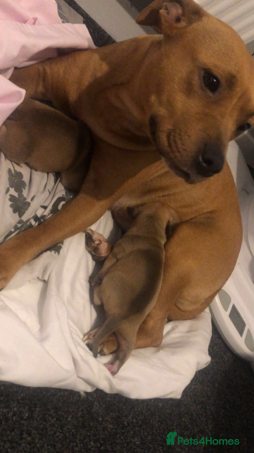 Staffordshire Bull Terrier dogs for sale: 1 boy 1 girl puppy  - Image 2