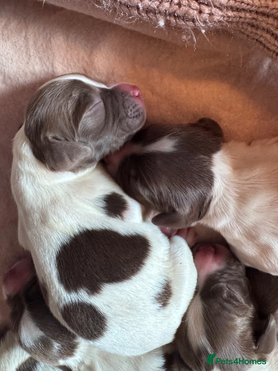 English Springer Spaniel dogs for sale: Beautiful Liver & White Springer Spaniel Puppies - Advert 2