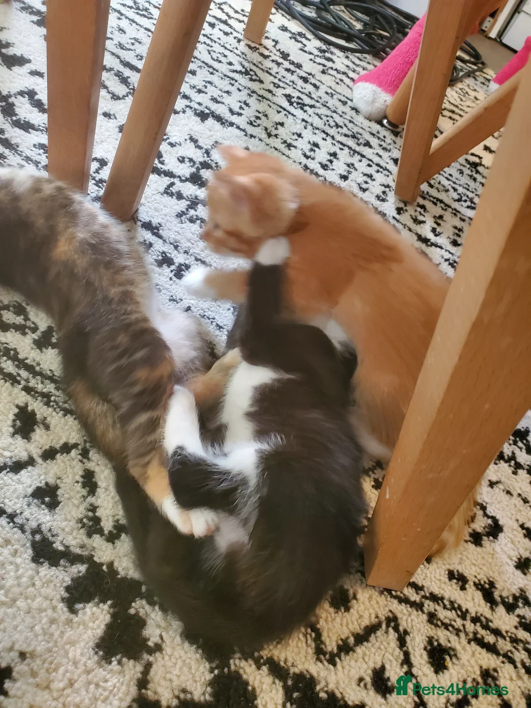 Mixed Breed cats for sale: 3 kittens in Beckenham - Advert 9