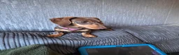 Miniature Dachshund dogs for sale: Two miniature dachshunds - Advert 3
