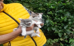 Mixed Breed cats for sale: Farm Bred Kittens  - Image 2