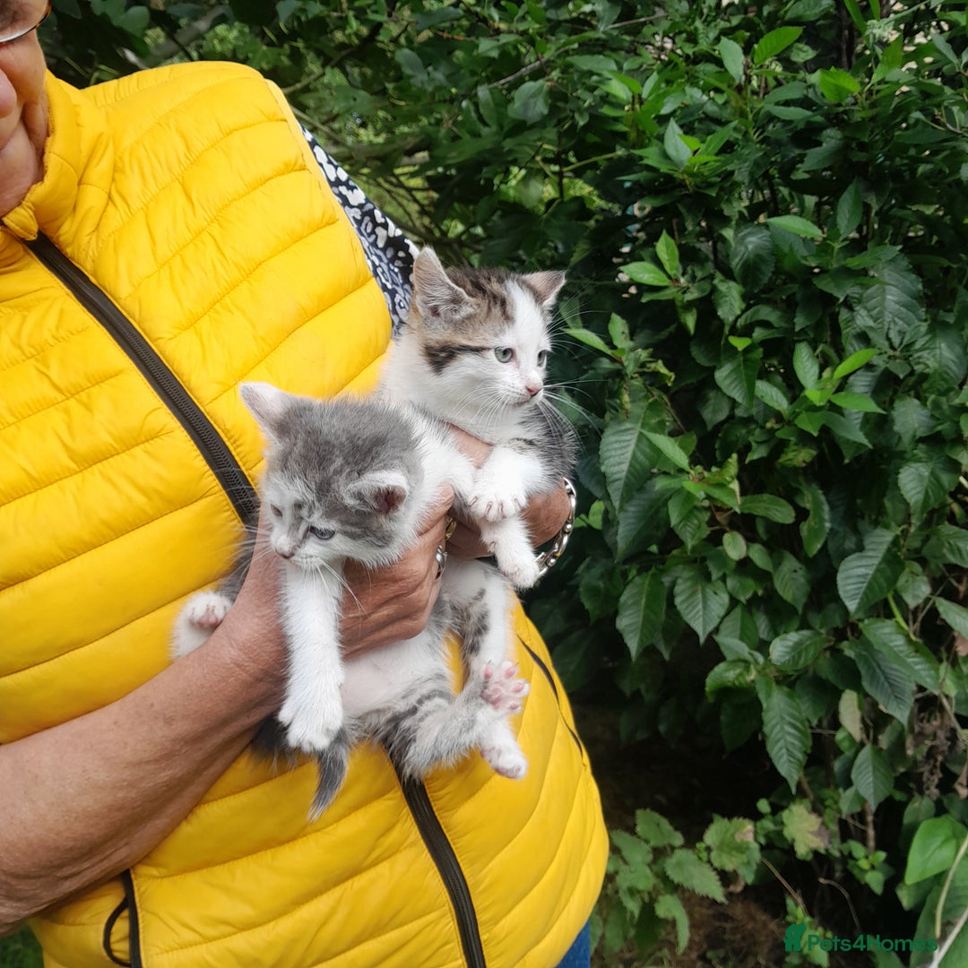 Mixed Breed cats for sale: Farm Bred Kittens  - Image 2