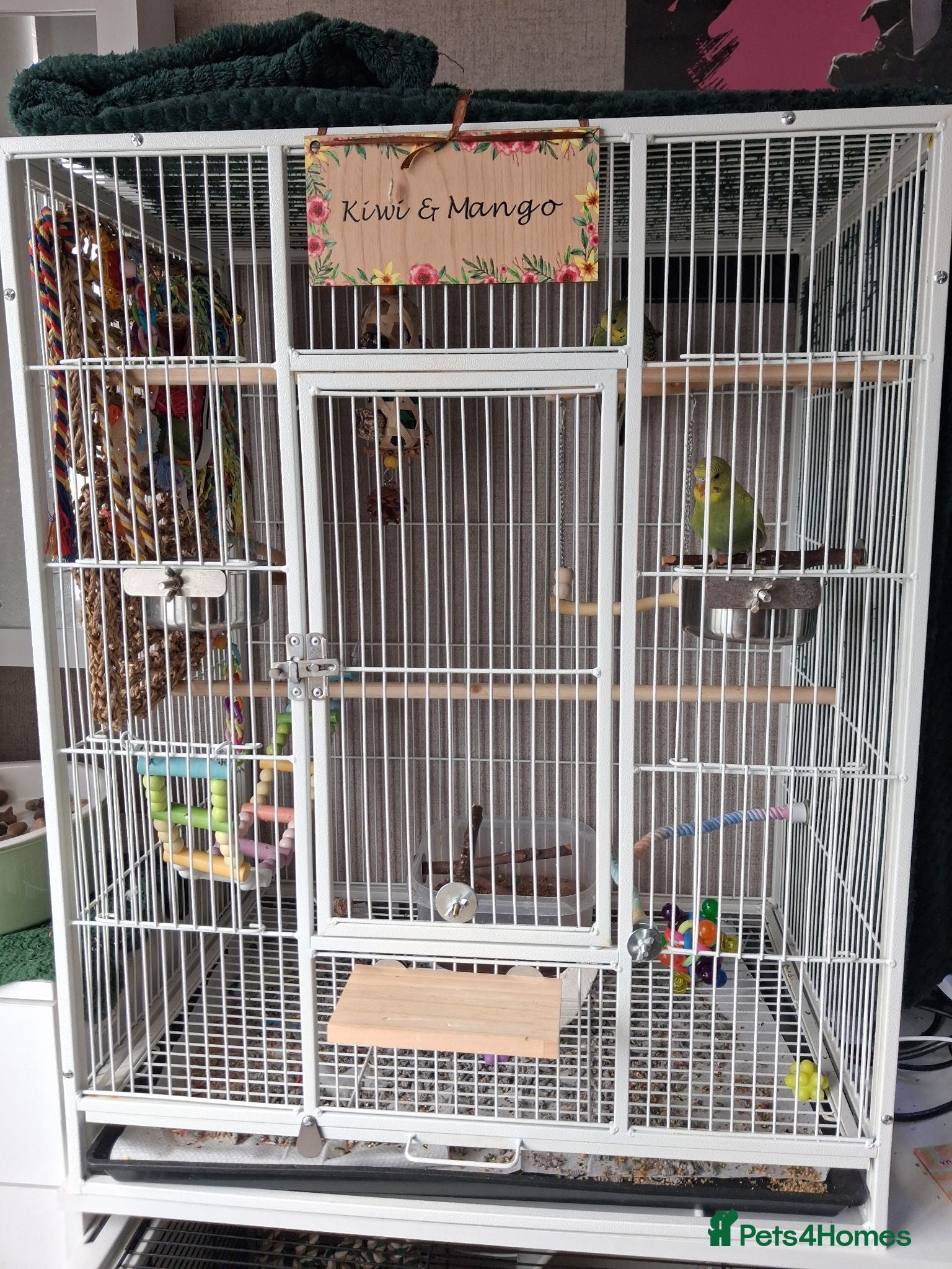 Budgerigars birds 2 x Budgies with full set up - Advert 4