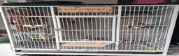 Budgerigars birds for sale: 2 x Budgies with full set up - Advert 1