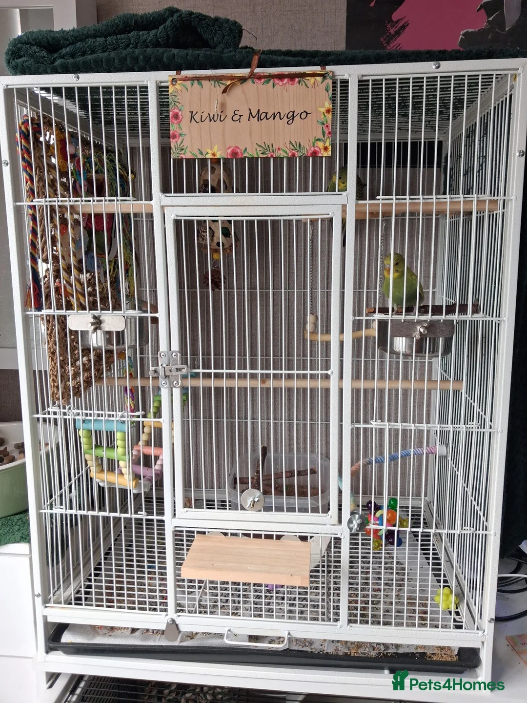 Budgerigars birds for sale: 2 x Budgies with full set up - Advert 1