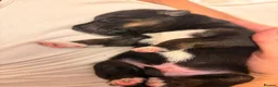 Mixed Breed dogs for sale: Beautiful puppies malanois/collie in Holyhead - Advert 2