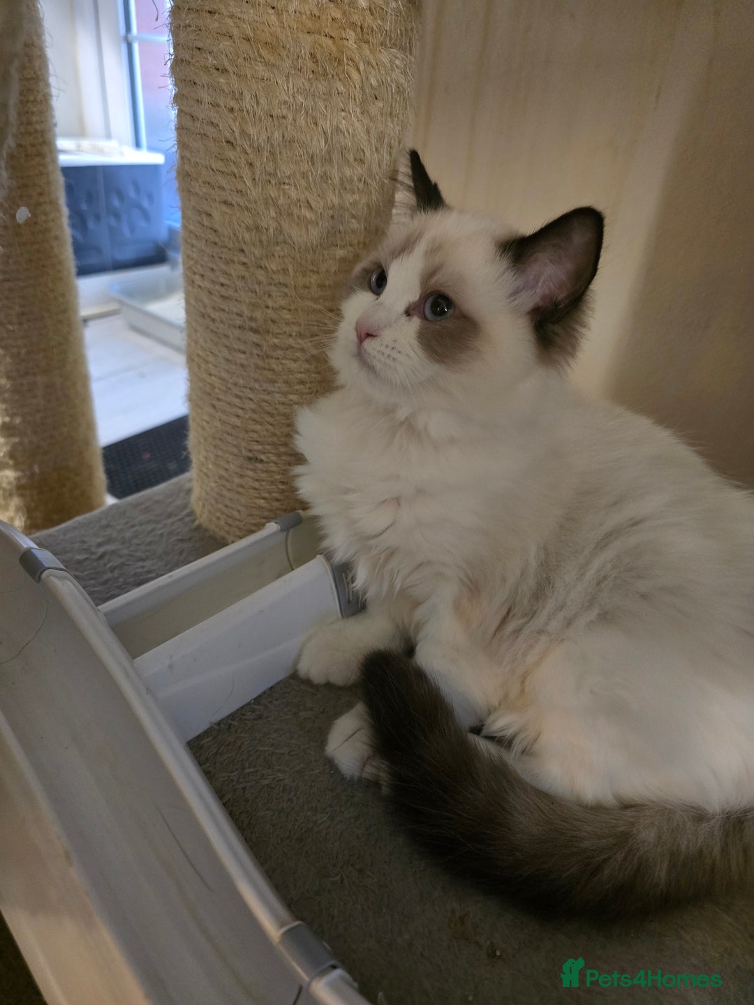 Ragdoll cats for sale: Gccf registered little Queens available 🥰 - Advert 6