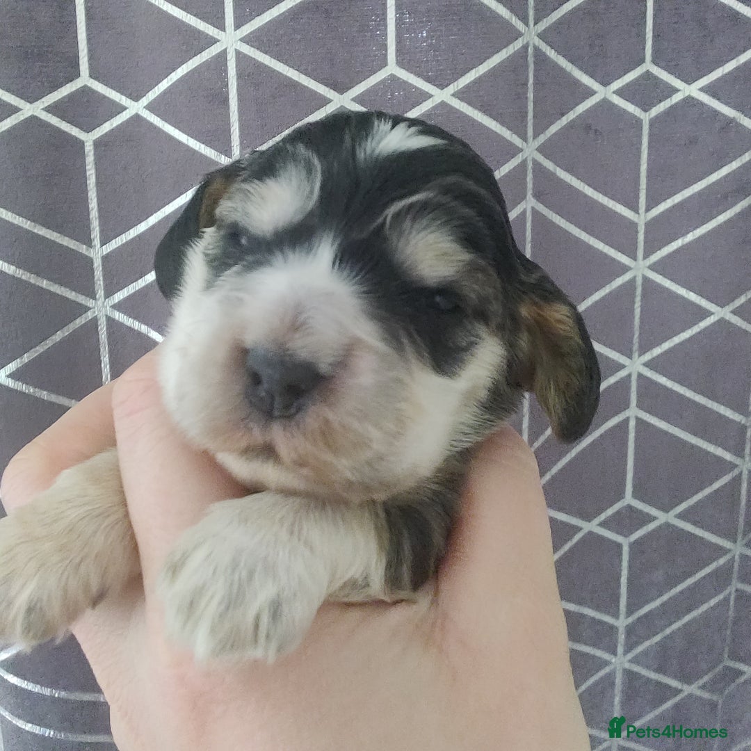 Cocker Spaniel dogs for sale: Show Type Cocker Spaniels Health Tested Parents  - Image 24