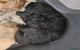 Cockapoo dogs for sale: Cockapoos for sale  - Image 3