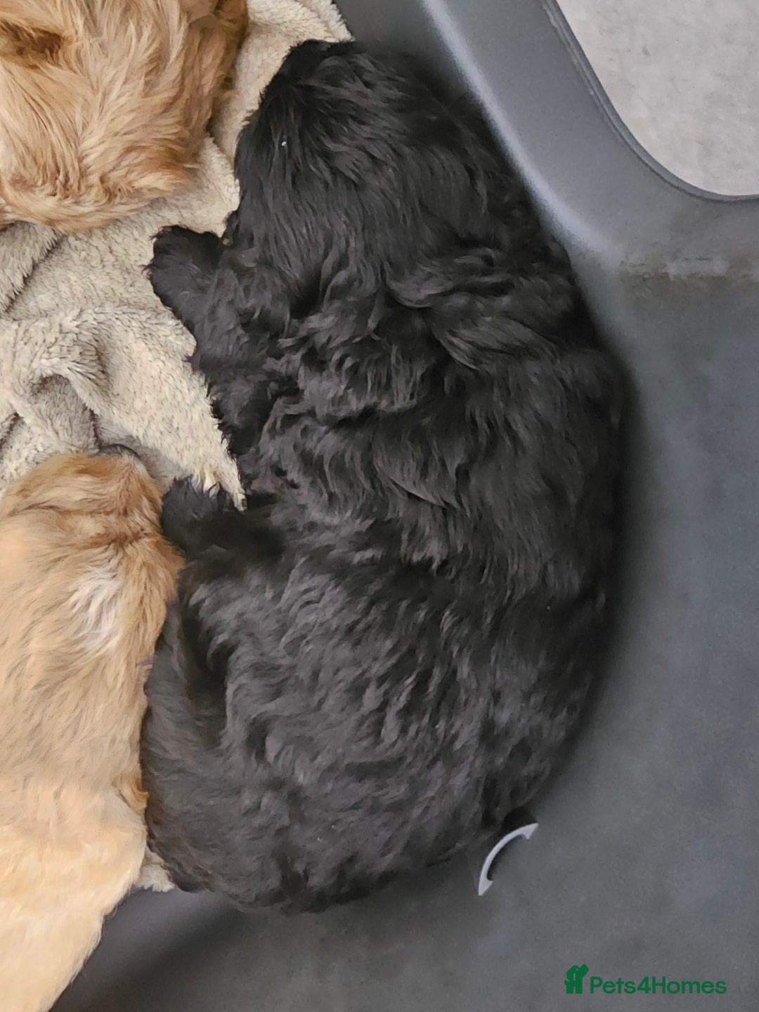 Cockapoo dogs for sale: Cockapoos for sale  - Image 3