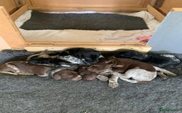 German Shorthaired Pointer dogs for sale: Exceptional German Shorthaired Pointer Puppies - Image 8