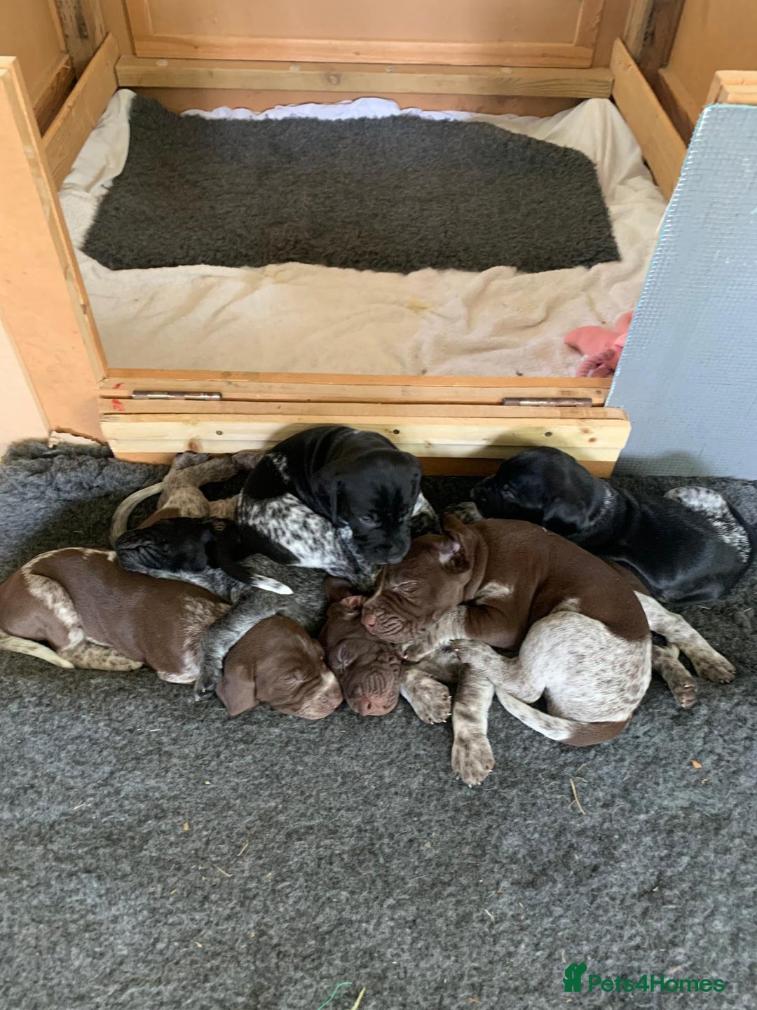 German Shorthaired Pointer dogs for sale: Exceptional German Shorthaired Pointer Puppies - Image 8