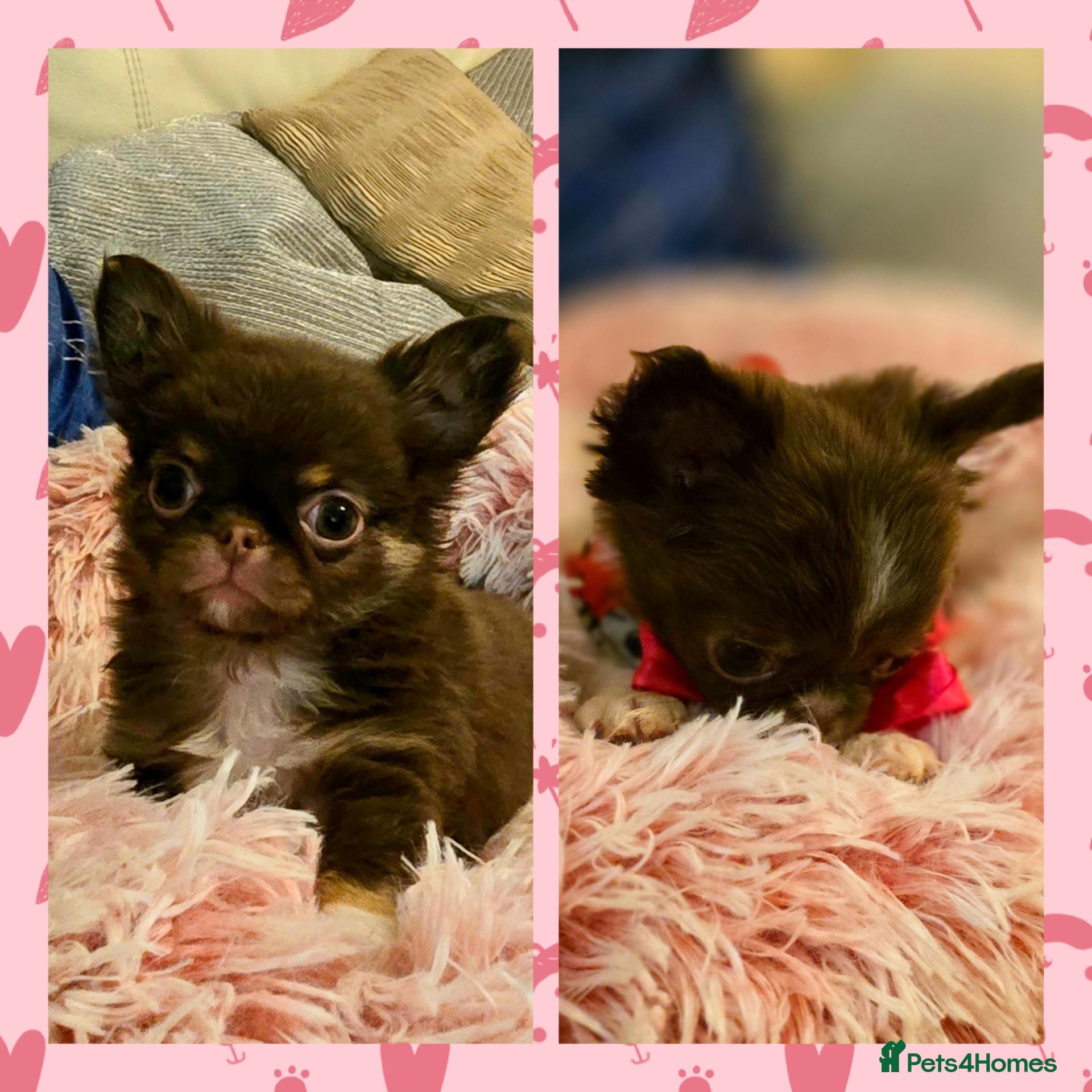 Chihuahua dogs XX quality chihuahua chocolate longcoat puppies XX - Advert 1