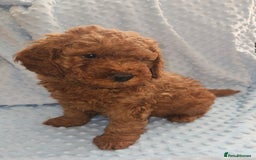 Cockapoo dogs for sale: Gorgeous red toy cockapoo puppies. - Advert 2