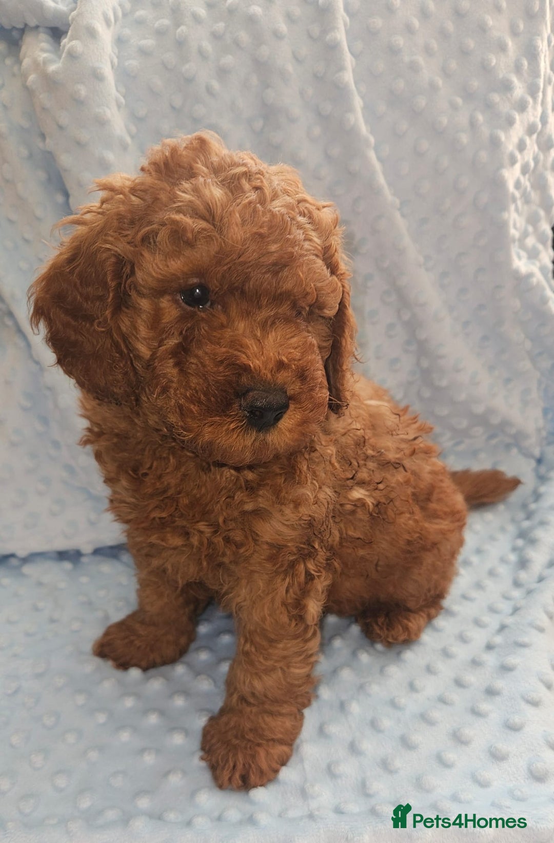 Cockapoo dogs for sale: Gorgeous red toy cockapoo puppies. - Advert 2