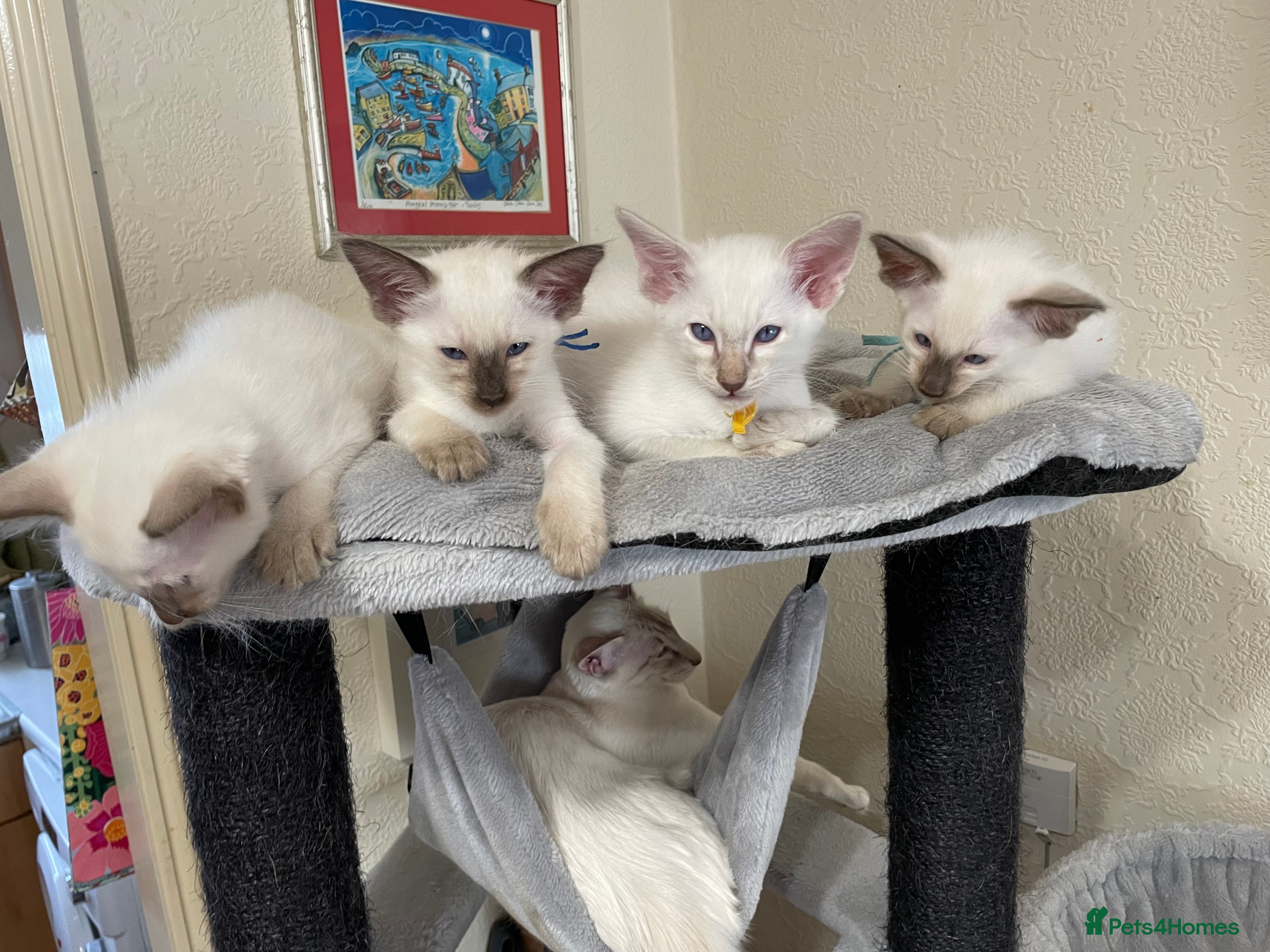 Balinese cats Beautiful Pedigree Balinese Kittens - Advert 2