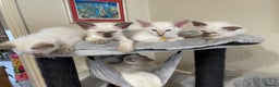 Balinese cats for sale: Beautiful Pedigree Balinese Kittens - Advert 1