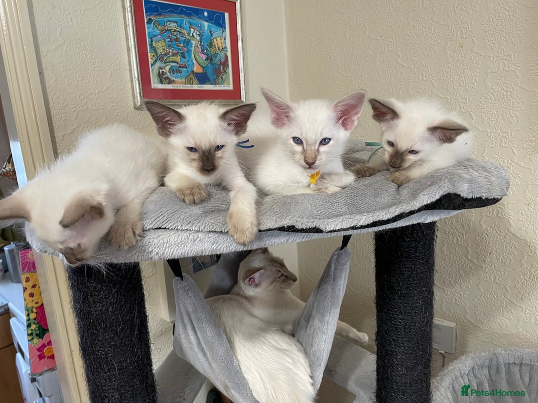 Balinese cats for sale: Beautiful Pedigree Balinese Kittens - Image 1