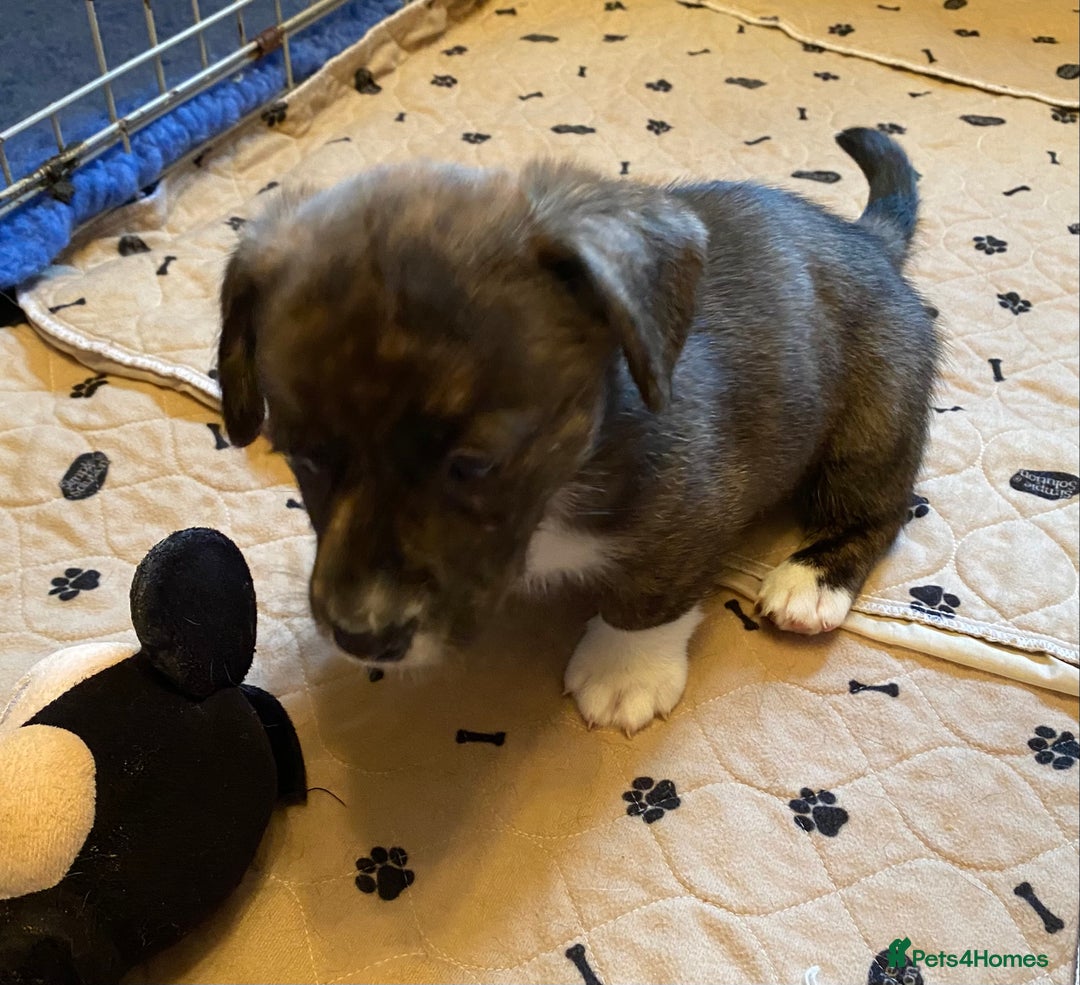 Welsh Corgi Cardigan dogs for sale: Welsh Cardigan Corgis by 5 ⭐️ Licensed Breeder - Advert 29