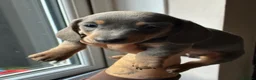 Miniature Dachshund dogs for sale: 4 male mini Dachshunds  - Advert 21