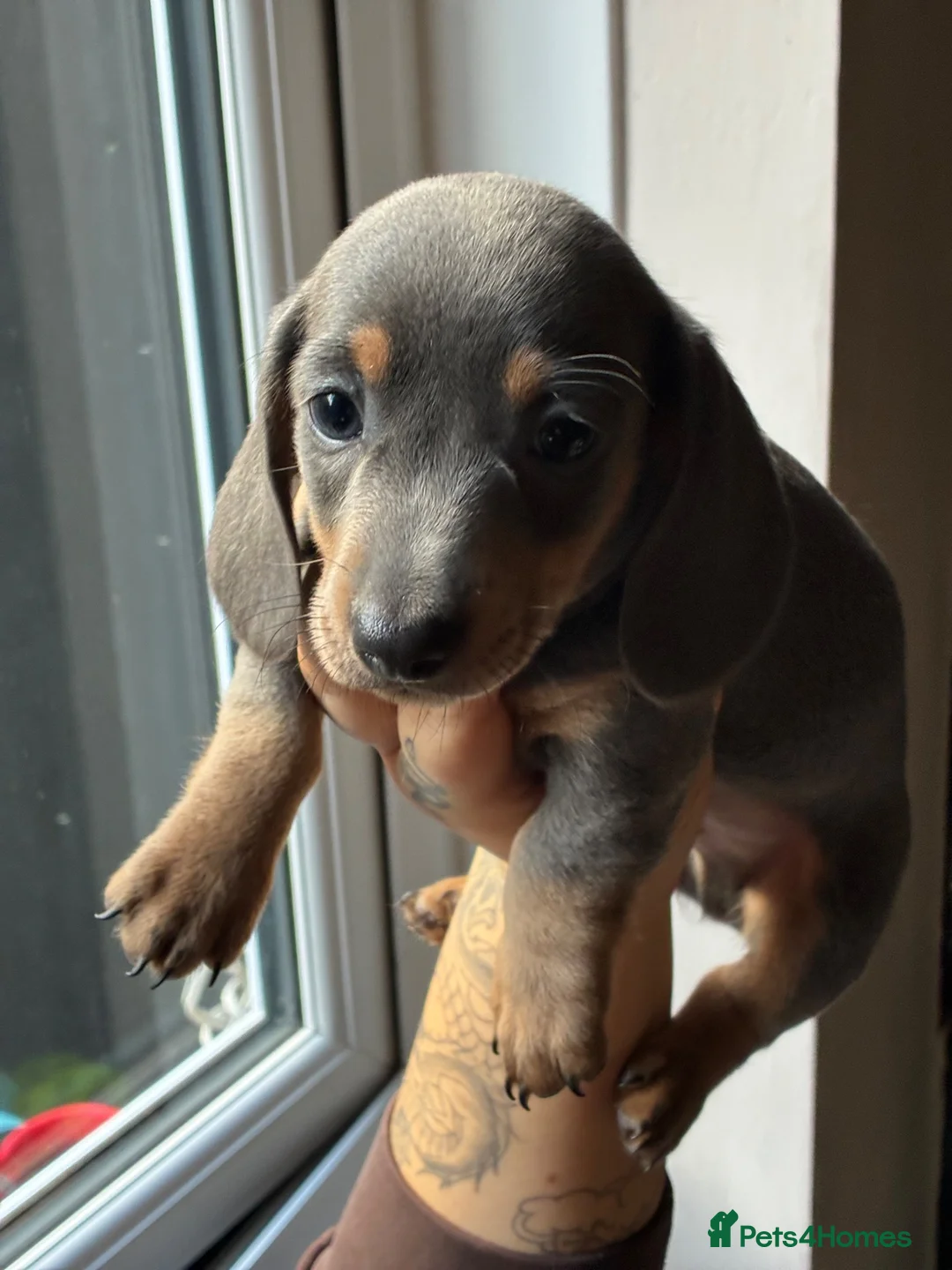 Miniature Dachshund dogs for sale: 4 male mini Dachshunds  - Advert 21