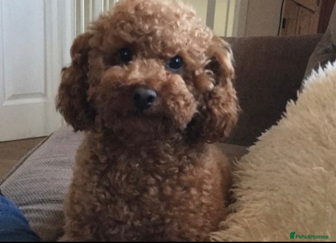 Cockapoo dogs for sale: Cockapoo puppies  - Image 13