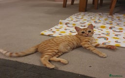 Mixed Breed cats for sale: Gorgeous ginger girl  - Image 2